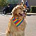 anchoragepride.com - pridefest