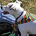 alaskapride.org - pridefest